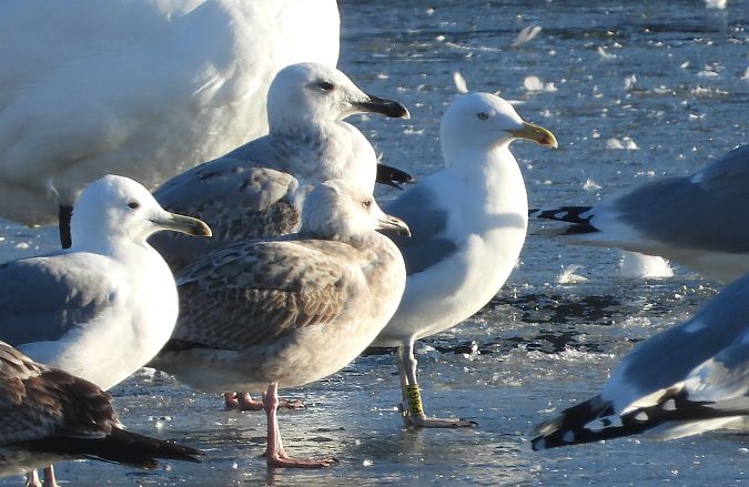 mewa srebrzysta / białogłowa / romańska 