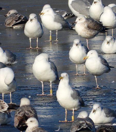 mewa srebrzysta / białogłowa / romańska 