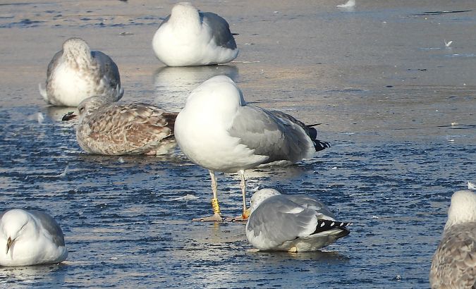 mewa srebrzysta / białogłowa / romańska 