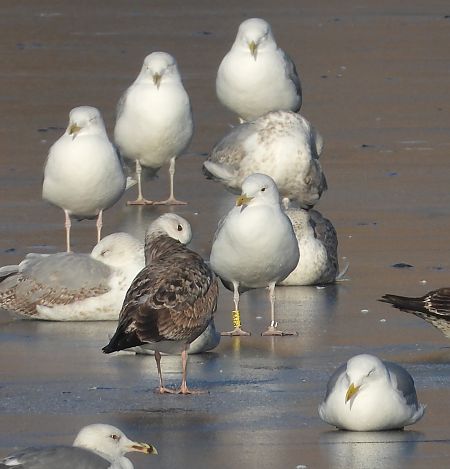 mewa srebrzysta / białogłowa / romańska 