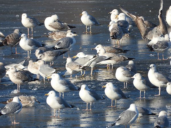 mewa srebrzysta / białogłowa / romańska 