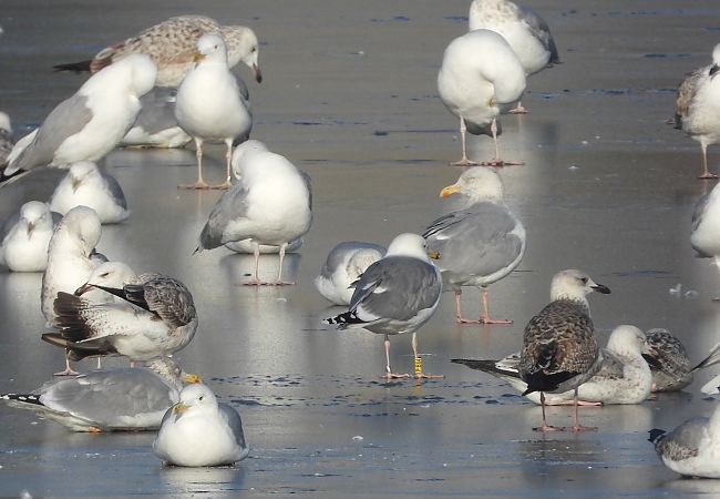 mewa srebrzysta / białogłowa / romańska 