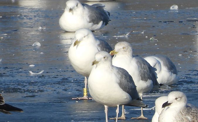 mewa srebrzysta / białogłowa / romańska 
