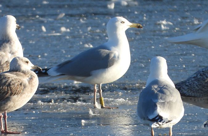 mewa srebrzysta / białogłowa / romańska 