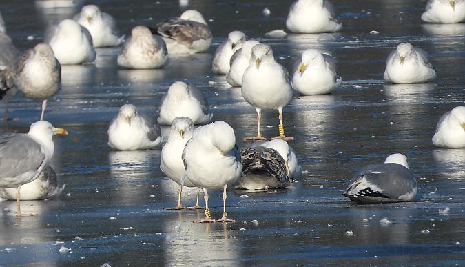 mewa srebrzysta / białogłowa / romańska 