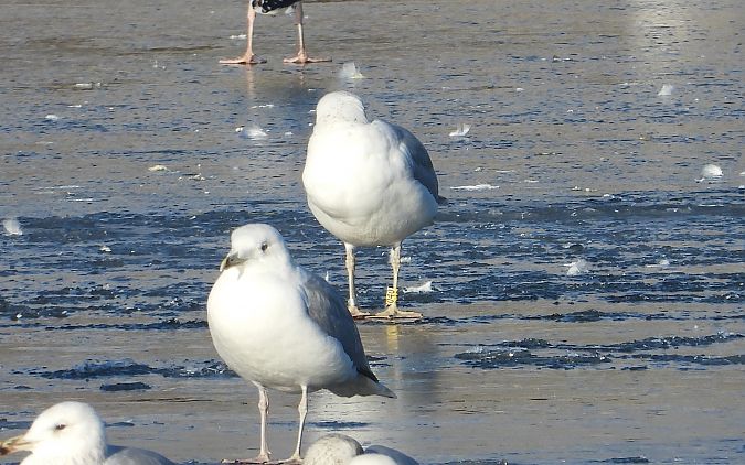 mewa srebrzysta / białogłowa / romańska 