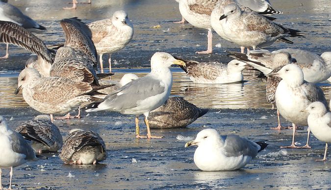 Silber-_oder_Mittelmeer-_oder_Steppenmöwe 
