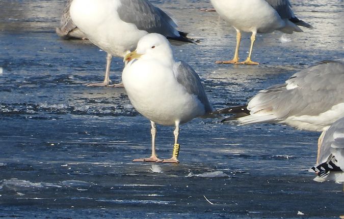 mewa srebrzysta / białogłowa / romańska 