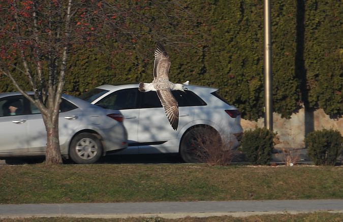 mewa srebrzysta / białogłowa / romańska 