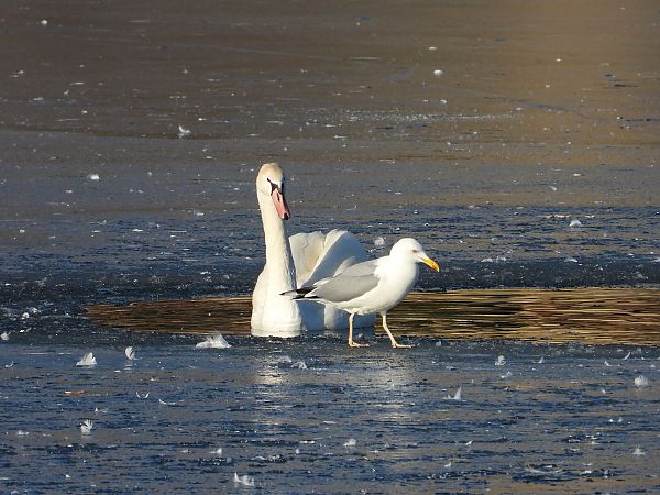 mewa srebrzysta / białogłowa / romańska 