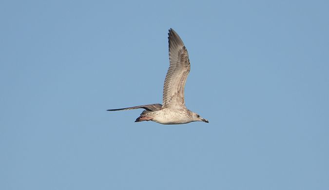 mewa srebrzysta / białogłowa / romańska 