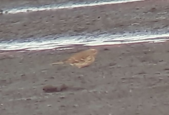 Bergpieper  - Łukasz Krawczyk