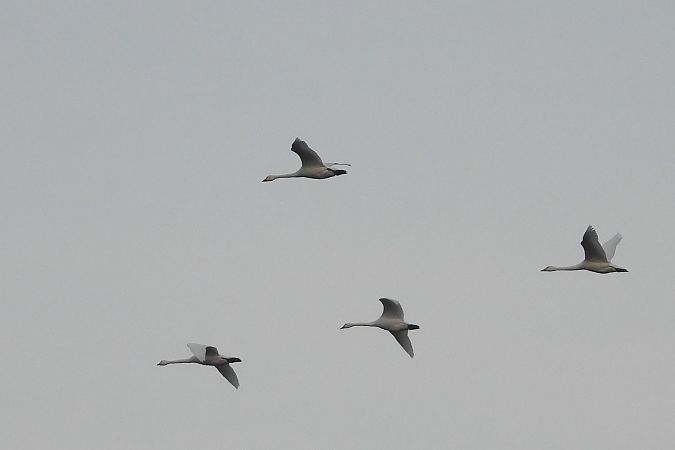 łabędź czarnodzioby  - Łukasz Krawczyk