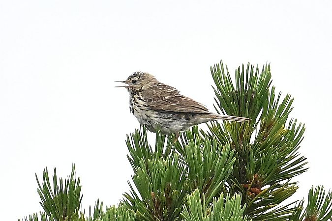 siwerniak  - Tomasz Kosut