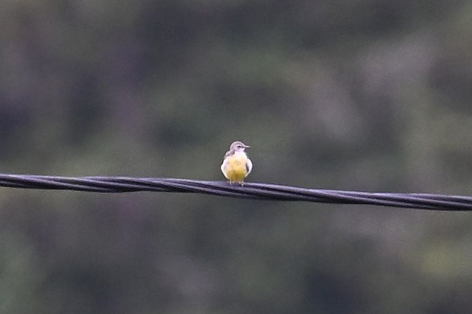 pliszka górska  - Tomasz Kosut