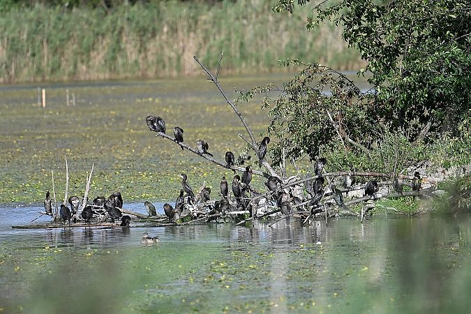 kormoran mały  - Tomasz Kosut