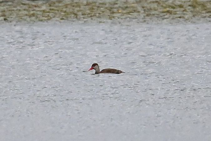 hełmiatka  - Tomasz Kosut