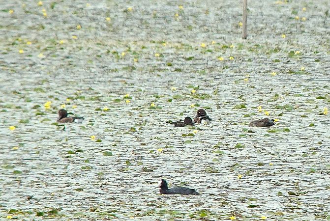 podgorzałka  - Tomasz Kosut