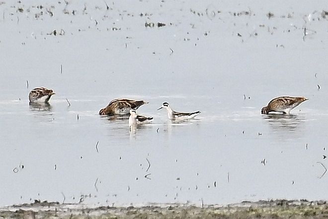 płatkonóg szydłodzioby  - Tomasz Kosut