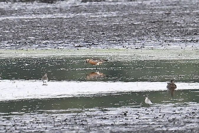 Pfuhlschnepfe  - Tomasz Kosut