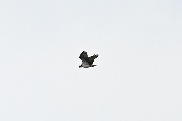 rybołów  - Tomasz Kosut