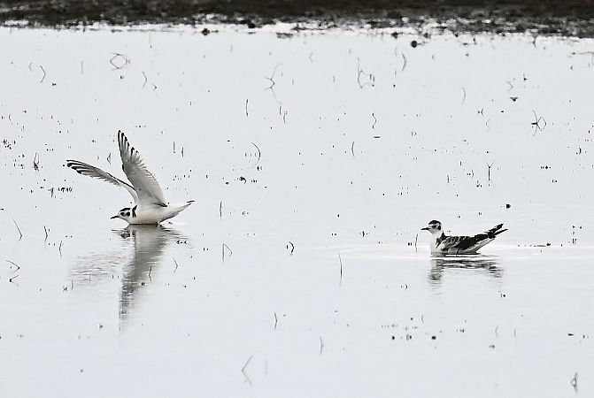 mewa mała  - Tomasz Kosut