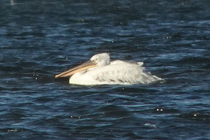 pelikan kędzierzawy  - Tomasz Kosut