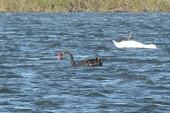 łabędź czarny  - Tomasz Kosut