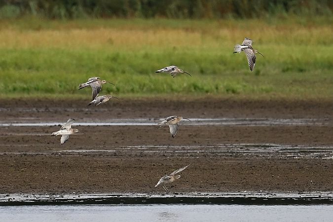 kulik wielki  - Tomasz Kosut