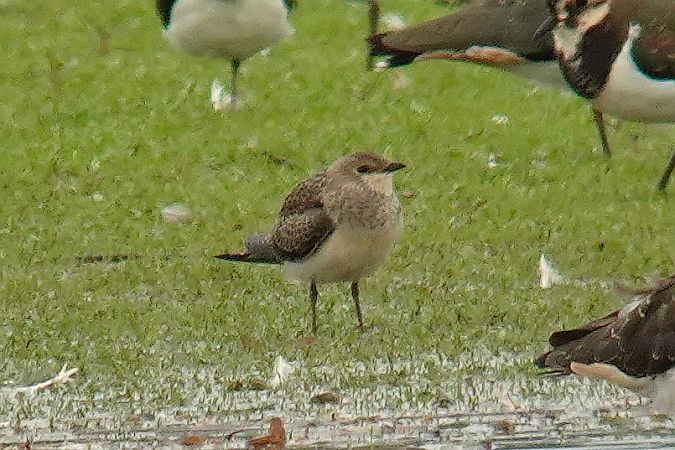 żwirowiec stepowy  - Tomasz Kosut