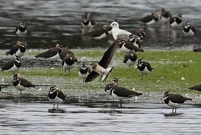 Schwarzflügel-Brachschwalbe  - Tomasz Kosut