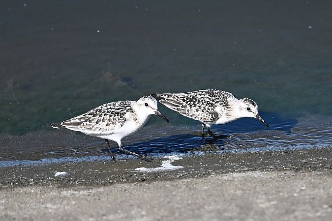 piaskowiec  - Tomasz Kosut