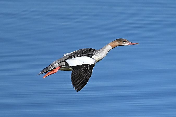 nurogęś  - Tomasz Kosut