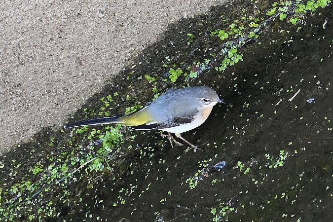 pliszka górska  - Tomasz Kosut