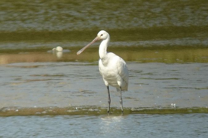 warzęcha  - Tomasz Kosut