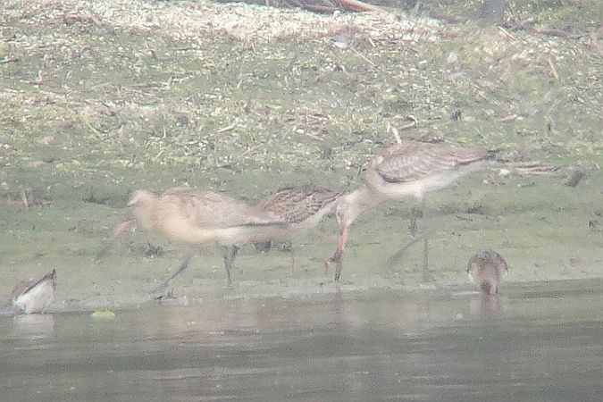 szlamnik  - Tomasz Kosut