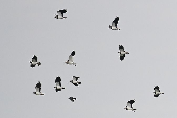 czajka towarzyska  - Tomasz Kosut