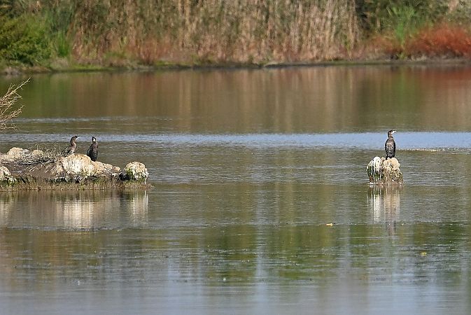 kormoran mały  - Tomasz Kosut