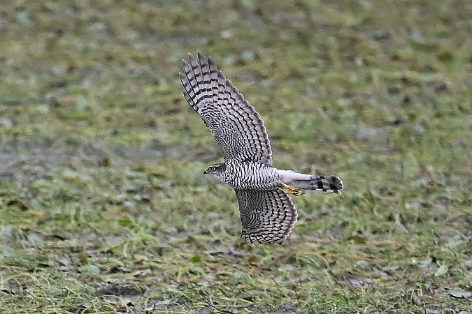 jastrząb  - Tomasz Kosut