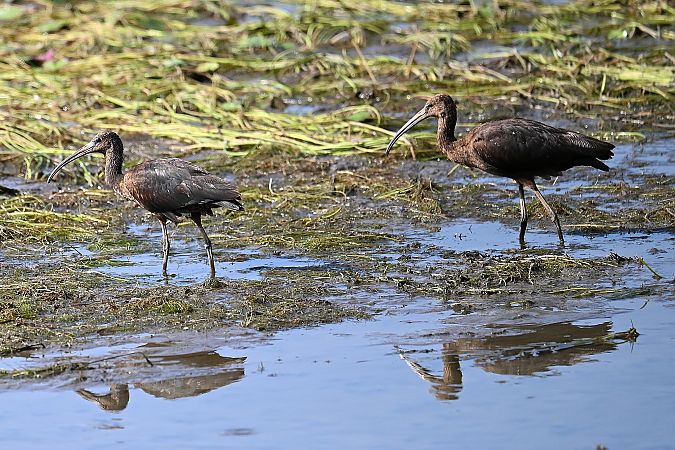 Sichler  - Tomasz Kosut