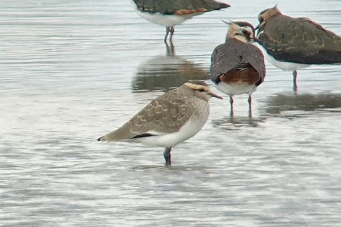 czajka towarzyska  - Tomasz Kosut
