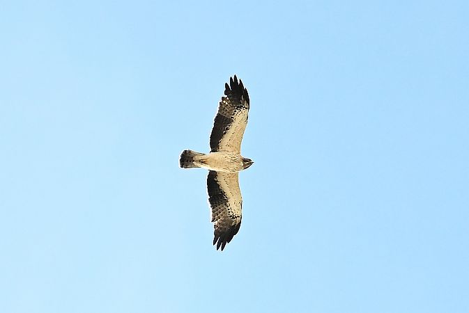 orzełek  - Tomasz Kosut