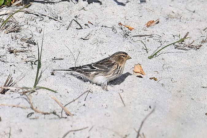 rzepołuch  - Tomasz Kosut