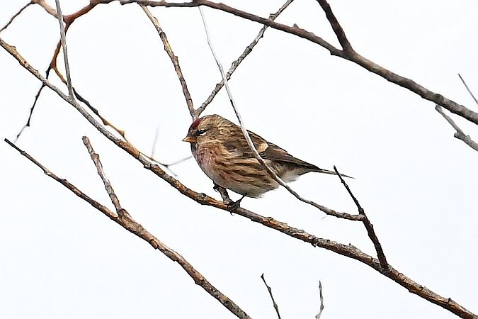 czeczotka brązowa  - Tomasz Kosut