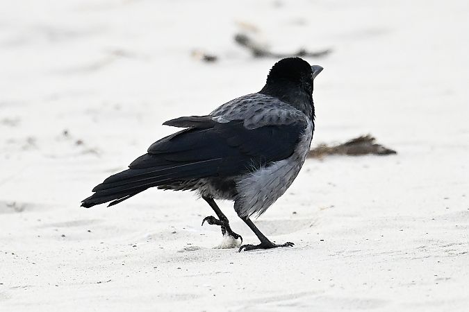 czarnowron x wrona siwa  - Tomasz Kosut