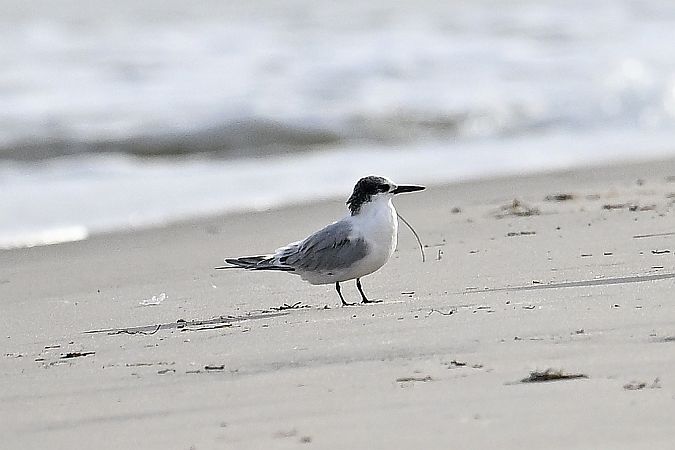 rybitwa czubata  - Tomasz Kosut