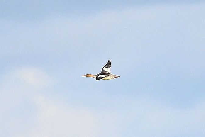 Harle huppé  - Tomasz Kosut