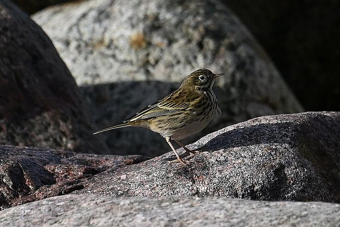 świergotek łąkowy  - Tomasz Kosut