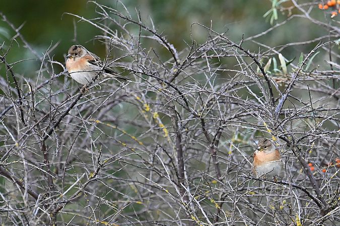 Bergfink  - Tomasz Kosut