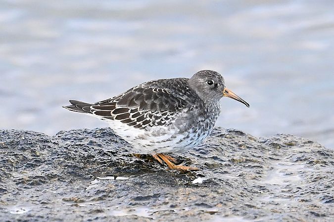 biegus morski  - Tomasz Kosut